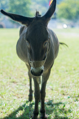 Portrait of a donkey in the shade of a tree with pasture in the background.