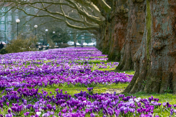 Beautiful crocuses growing in the city park. A carpet of blooming flowers.
