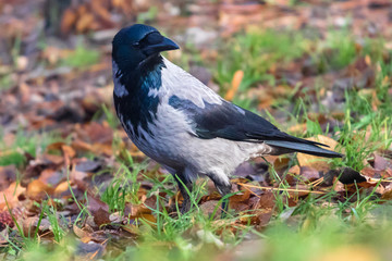 Crow in a forest looking for feed.
