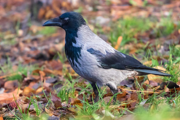Crow in a forest looking for feed.