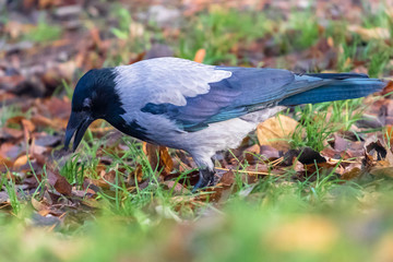 Crow in a forest looking for feed.