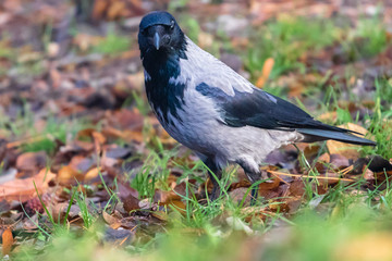 Crow in a forest looking for feed.
