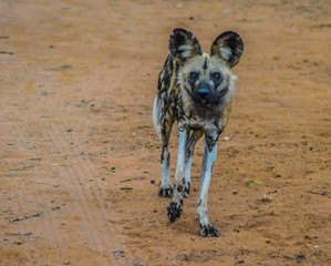 The African wild dog (Lycaon pictus), also known as African hunting or African painted dog or painted wolf in a game reserve