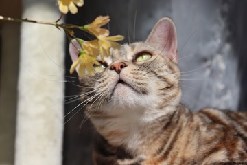 黄色い花と猫アメリカンショートヘアー