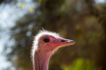 portrait of ostrich (struthio camelus) on ostrich farm in oudtshoorn, south africa