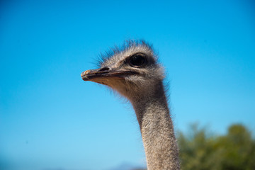 portrait of ostrich (struthio camelus) on ostrich farm in oudtshoorn, south africa