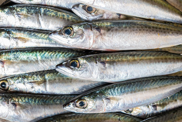 Mackerel fish aligned full frame