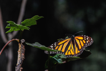 A  butterfly resting in the tree