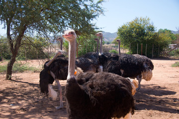 Flock Ostriches Ostrich Farm Oudtshoorn