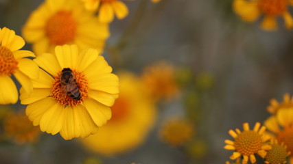 Bee on yellow  blooming flower