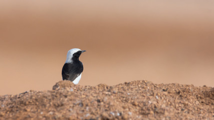 wheatear, wheatears