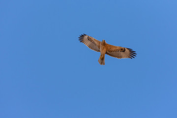 Bonelli's eagle