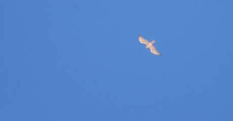 Short-toed Eagle