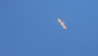 seagull flying in the blue sky