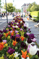 Copenhagen Flowers