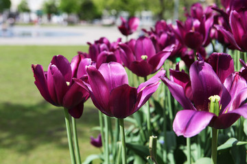 Obraz premium Fuchsia Florals 2