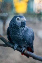 Closeup portrait of African grey parrot ( Psittacus Erithacus ) or jako. Travel to Lisbon, Portugal