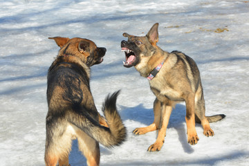 Fototapeta na wymiar German Shepherd dogs play fighting