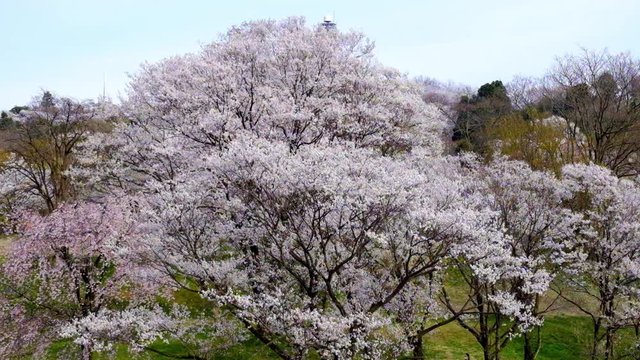 桜が満開の呉羽山公園都市緑化植物園