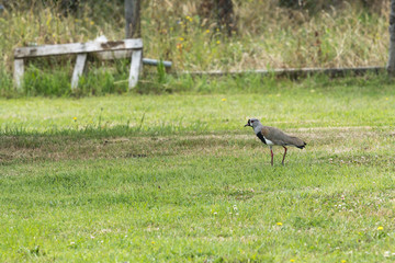 A bird with red eyes, typical Chilean, called queltehue walking through the home garden
