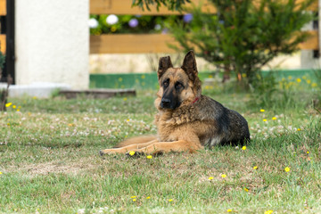 German shepherd dog with red collar, which lacks half ear posing and resting in the home garden