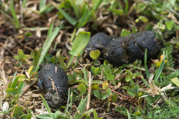 A group of black poop that my dog made in the garden of my house