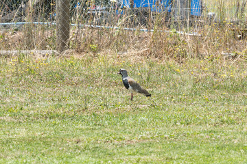 A bird with red eyes, typical Chilean, called queltehue walking through the home garden