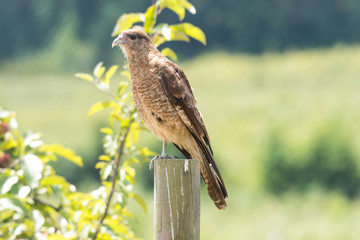Typical Chilean bird called tiuque, perched on the wooden beam of my house in Chile