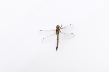 Large dragonfly perched on a white wall inside my house in Chile