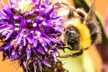 Extreme macro photo of a large bumblebee pollinating purple flowers in the park