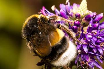 Extreme macro photo of a large bumblebee pollinating purple flowers in the park