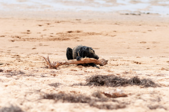 Perro labrador negro jugando en la playa