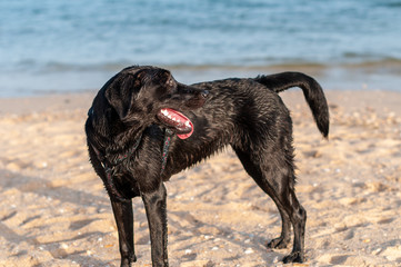 Perro labrador negro jugando en la playa