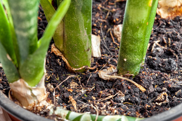 the base of the stem of sansevieria in a flowerpot with soil close up.