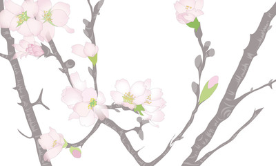 Sakura cherry blossom tree isolated with transparent background 