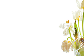 buds of a wilted tulip, a bouquet of spoiled dried flowers close up on a white background with copy space blank.