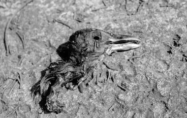 Dead Bird Head into a cemetery used for witchery, santería or black magic . Black and White Photography. 