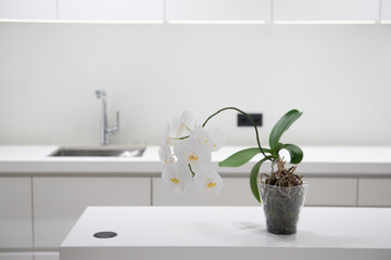 Close up of Orchidee or phalaenopsis in bright modern kitchen with white countertops