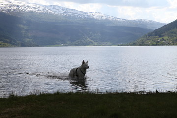 Obraz na płótnie Canvas Nordic Dog