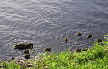 Wild duck with ducklings swim in the lake in the park