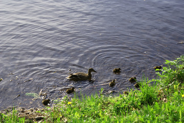 Wild duck with ducklings swim in the lake in the park