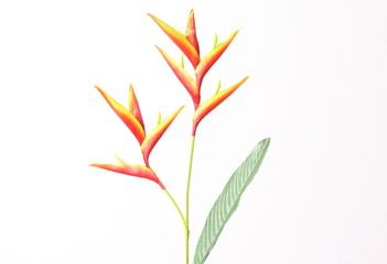 Beautiful Heliconia 