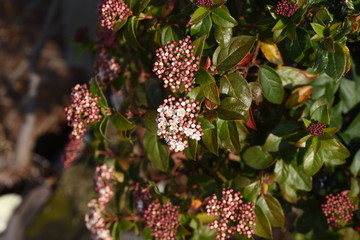 Viburnum tinus has white florets opening from dense buds in spring , and the flowers are aromatics.