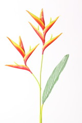 Beautiful Heliconia 