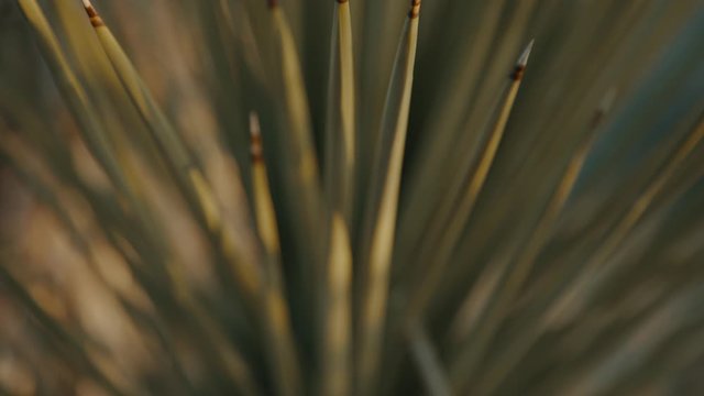 TIlt / pan of spiky cactus Yucca plant in desert