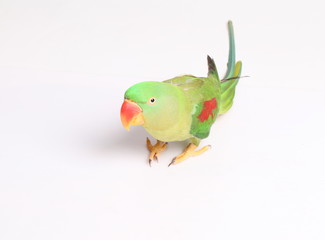 Closeup Female Alexandrine Parakeet on white backgroud