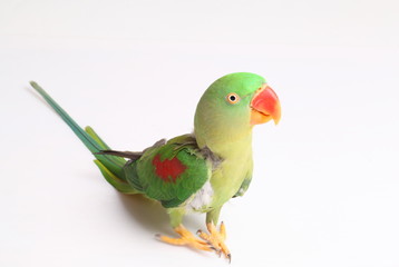 Closeup Female Alexandrine Parakeet on white backgroud