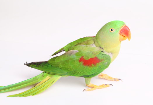 Closeup Female Alexandrine Parakeet on white backgroud