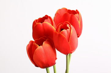 Red tulip with leave on a white background 