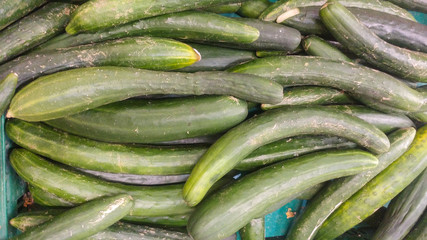 Fresh cucumbers for sale